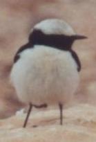 Wheatear