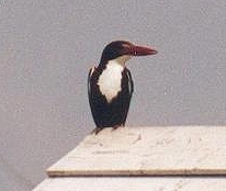 White breasted kingfisher