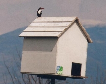 White breasted kingfisher