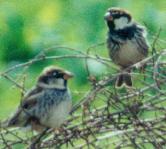 Spanish sparrows