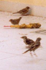 House sparrows on our balcony