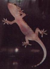 Gecko